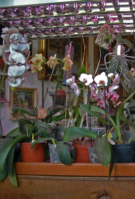 Ambiene 1